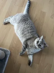 Photo of Sir Tamay McAfee Catson